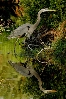 Heron Fishing.jpg